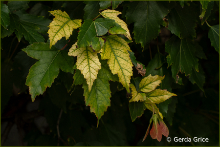 Summer Growth and Decay