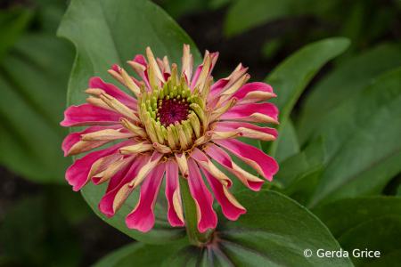 Unfurling Pink Zinnia