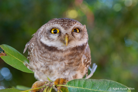 Little Owl