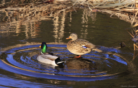 Mallard Pair