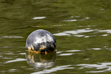 Bird Ball in the Lake