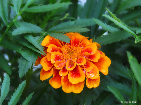 Marigold Color