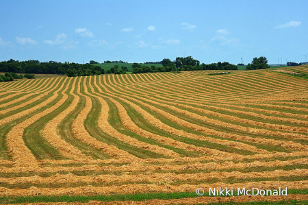 Making Hay - Farm Field Pattern - No 3