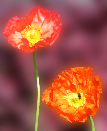 Poppies