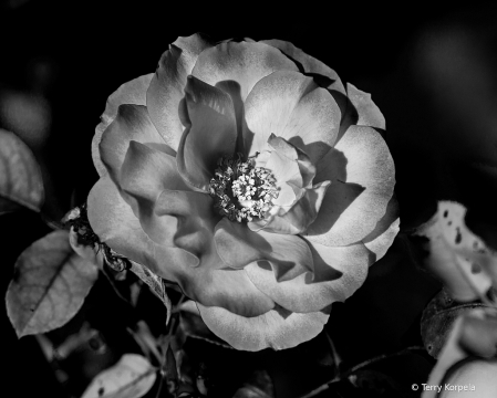 A Nice Rose B&W