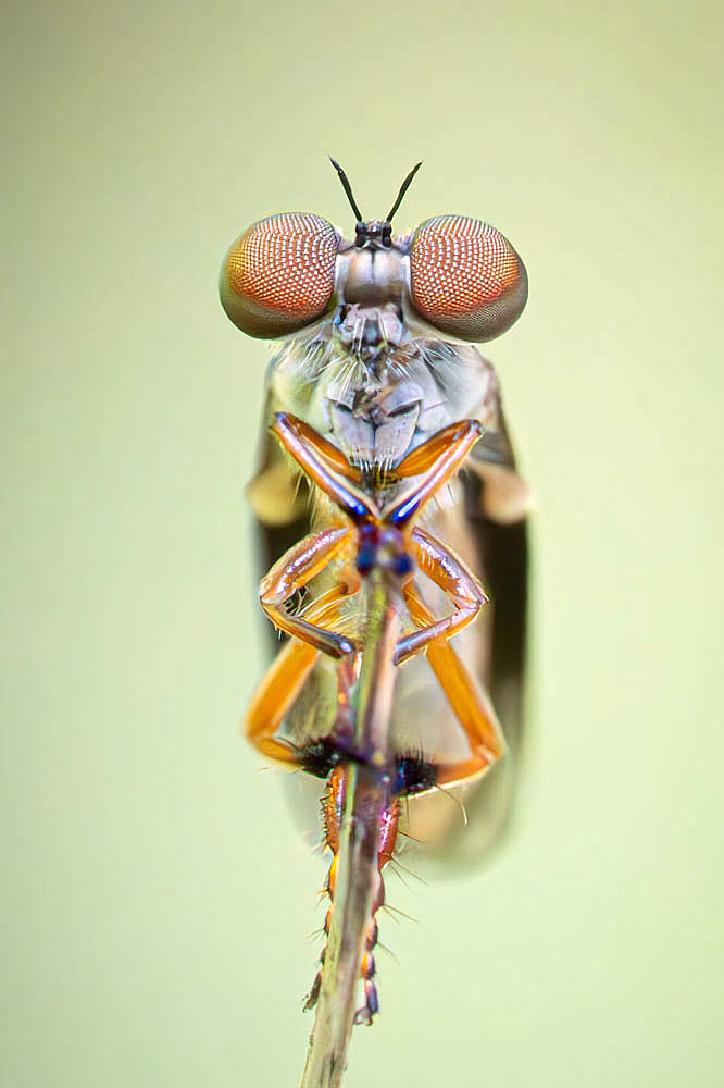 Robber Fly Waiting for Lunch