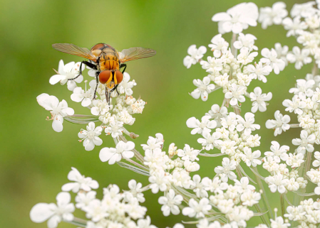 Tachinid Fly on Queen Anne