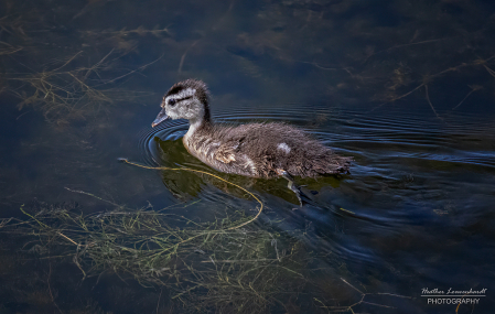 Baby Wood Duck