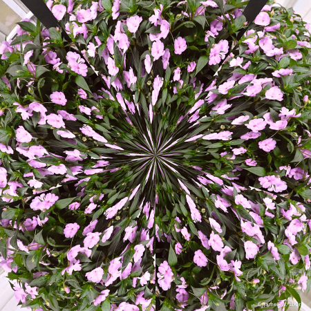 Vincas Swirled