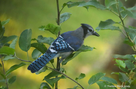 Blue Jay