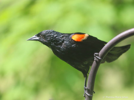 Wet Red Wing Blackbird