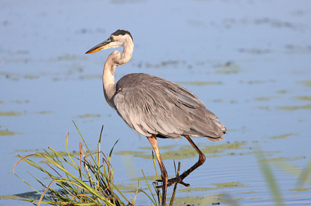 Great Blue Heron