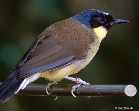 Blue-crowned Laughing Thrush