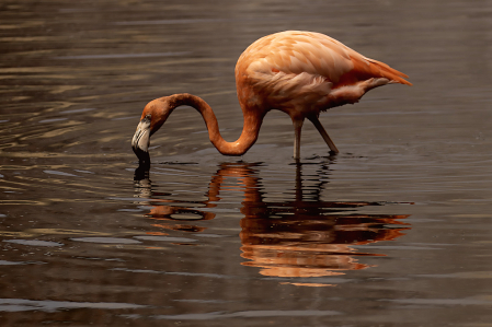 Flamingo Reflection