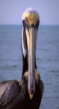 Very Very Long Beak!