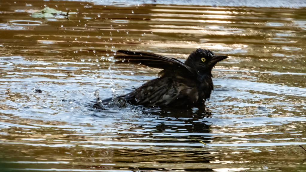 Bath Time