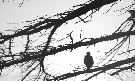 B/W Bird in Tree