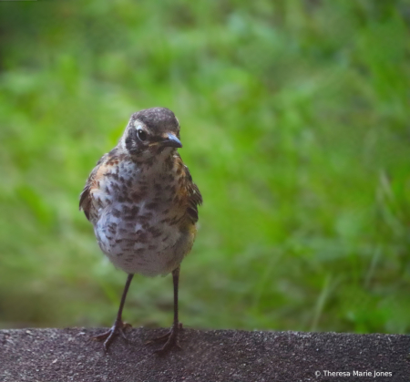 Young Robin