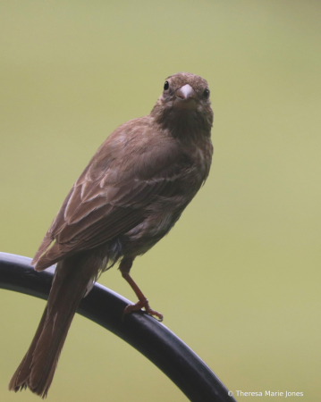 Brown Bird