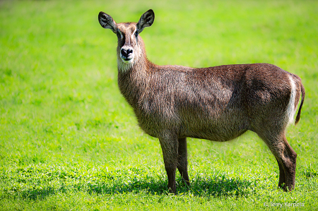 Waterbuck