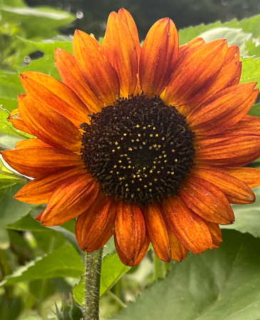 Orange sunflower 