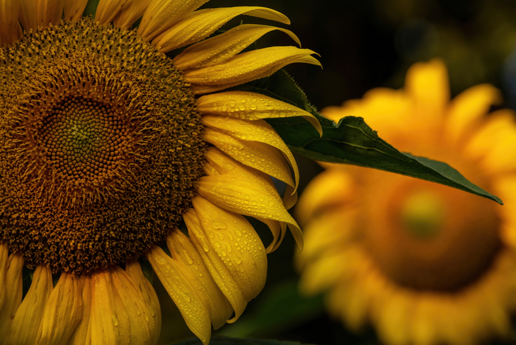 Sunflower in the Evening