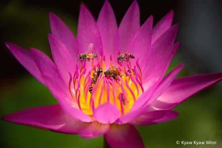 Lotus And Bees 