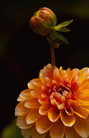 Orange Dahlia and Bud