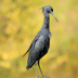 2Little Blue Heron at the Pond - ID: 16121911 © Carol Eade