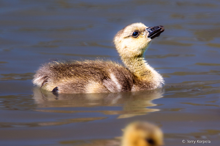 Gosling