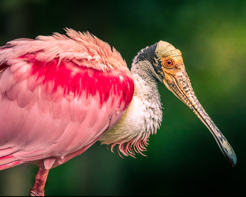 Pretty in Pink