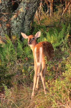 Fawn