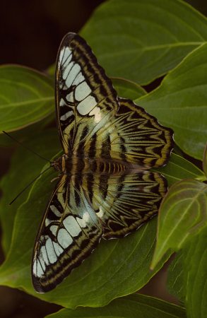 Malachite in Leaves