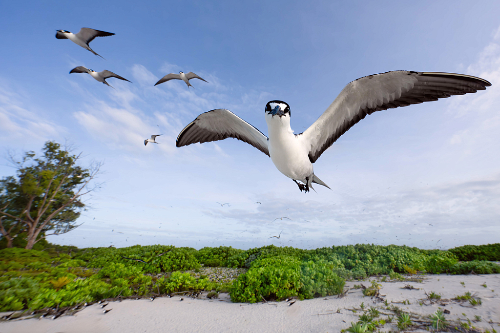 My New Friend the Sooty Tern