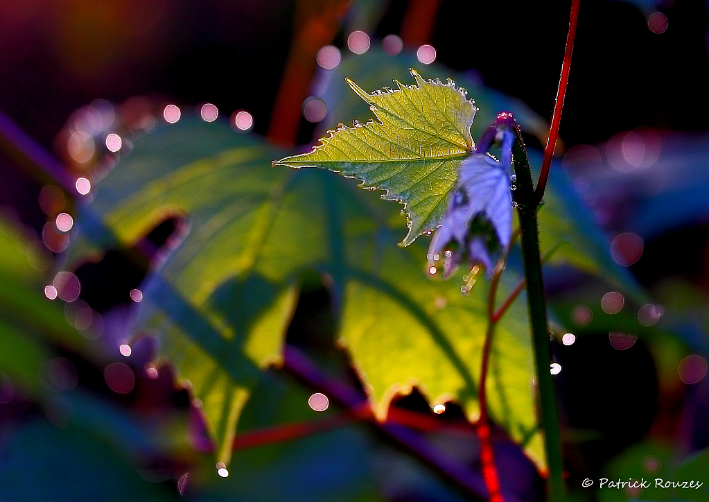 Morning Dew On The Vine