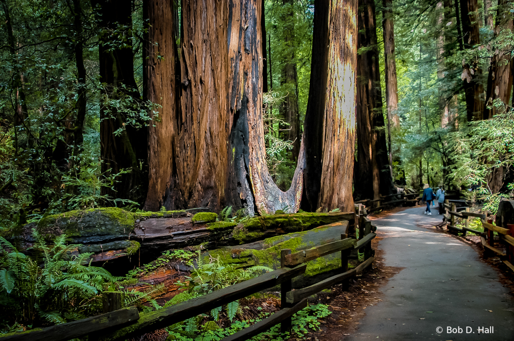 Muir Woods