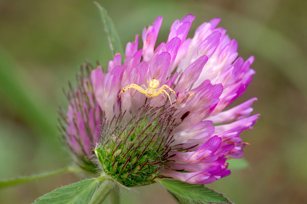 Yellow Crab Spider on Clover Blossom