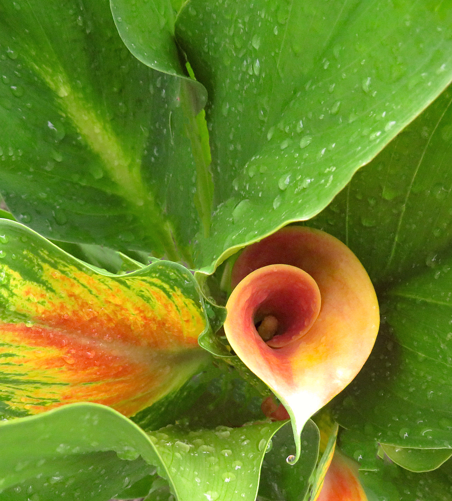 Calla and Leaves