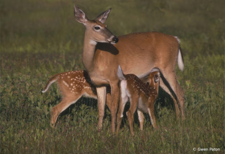 Feeding Time