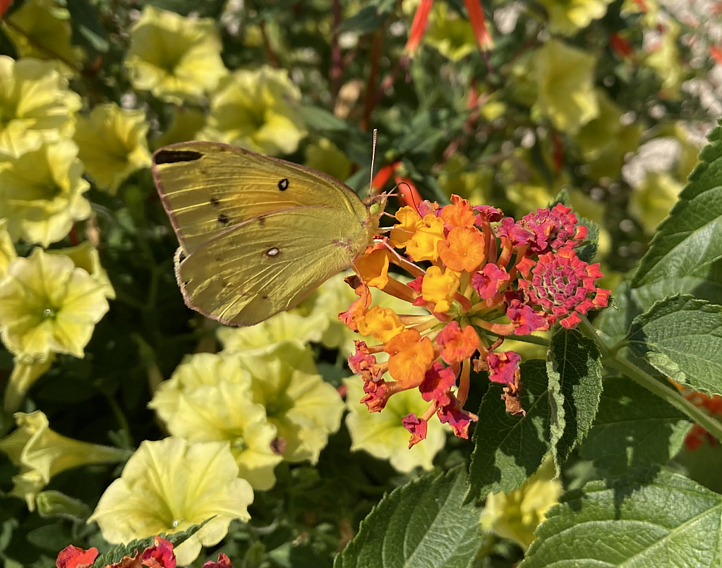 Yellow Butterfly 