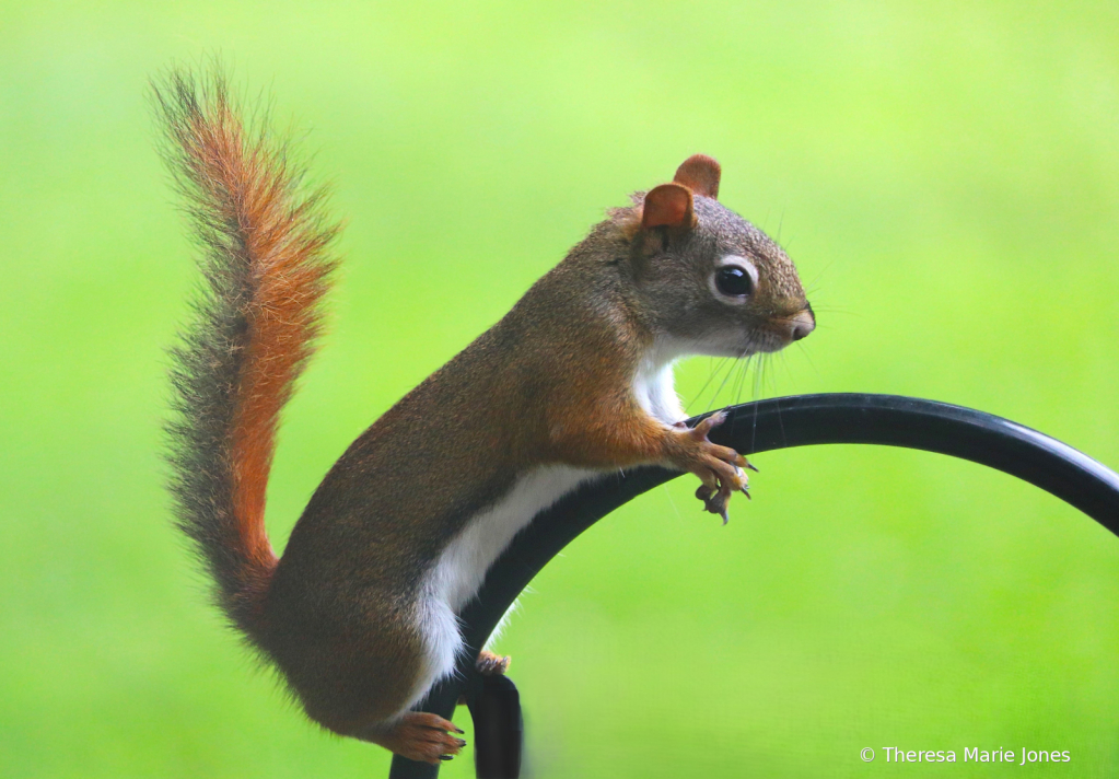 Red Fox Squirrel