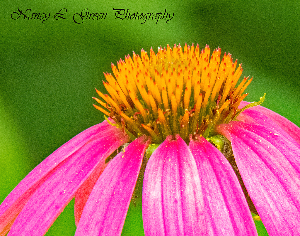 Cone Flower Topper