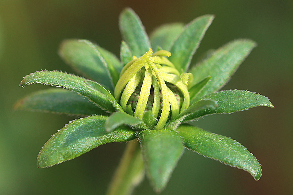 Blooming Rudbeckia