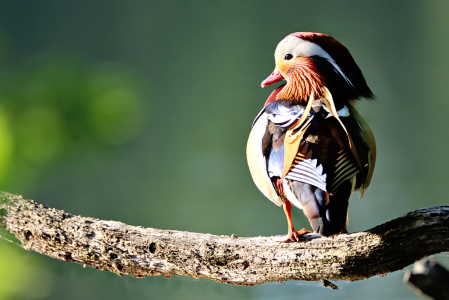 Mandarin Duck