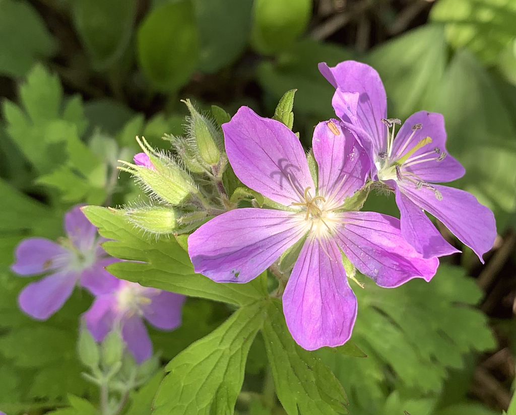 wild geranium 