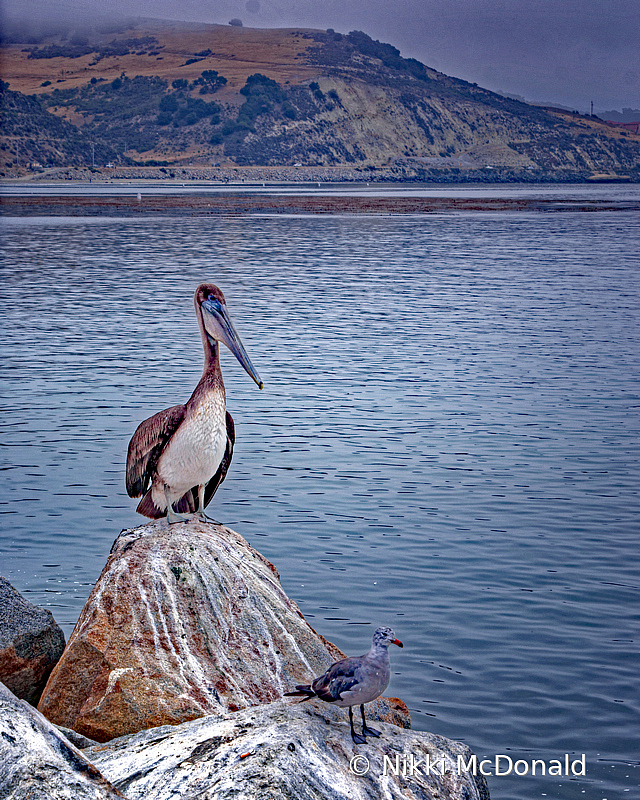 Pelican at Port San Luis