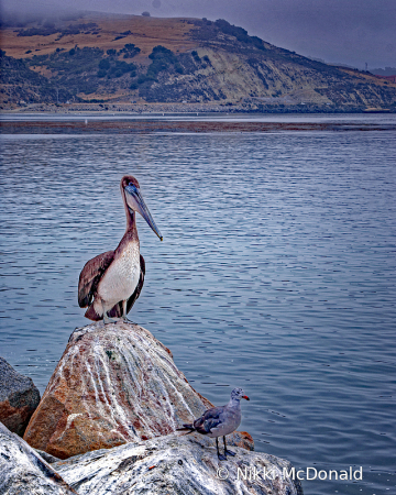 Pelican at Port San Luis