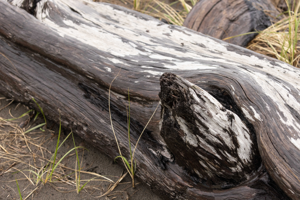 Beach Log