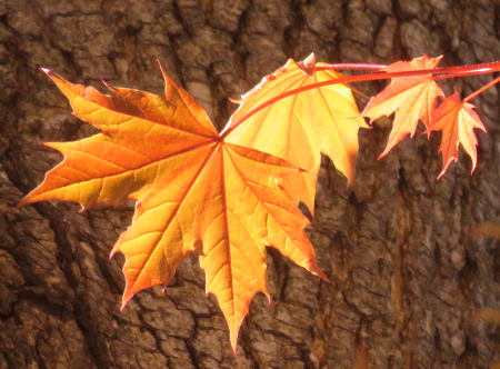 Golden Leaves