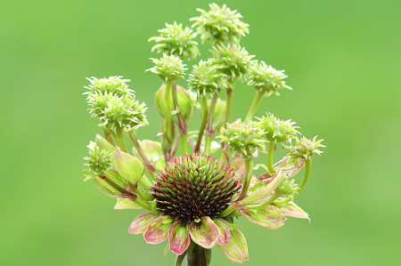 Coneflower Gone Wild